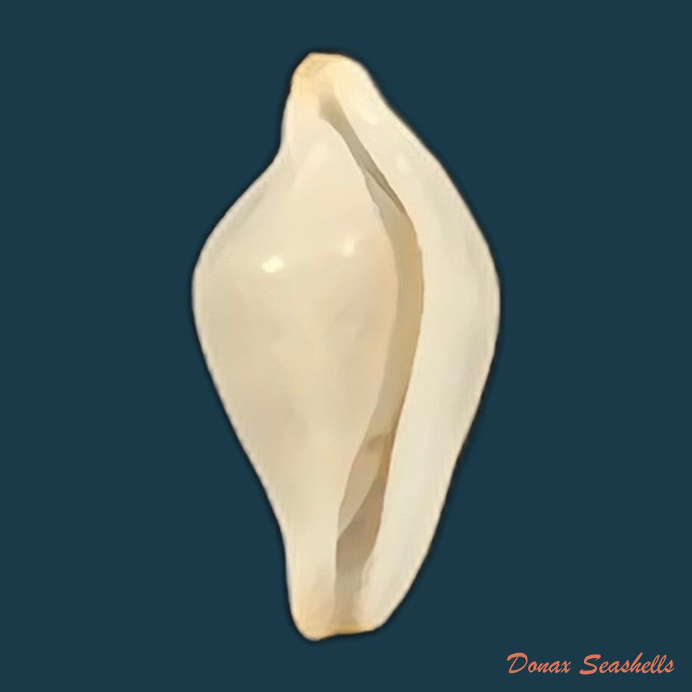 crenavolva-striatula-g-b-sowerby-i-1828-11mm-copia