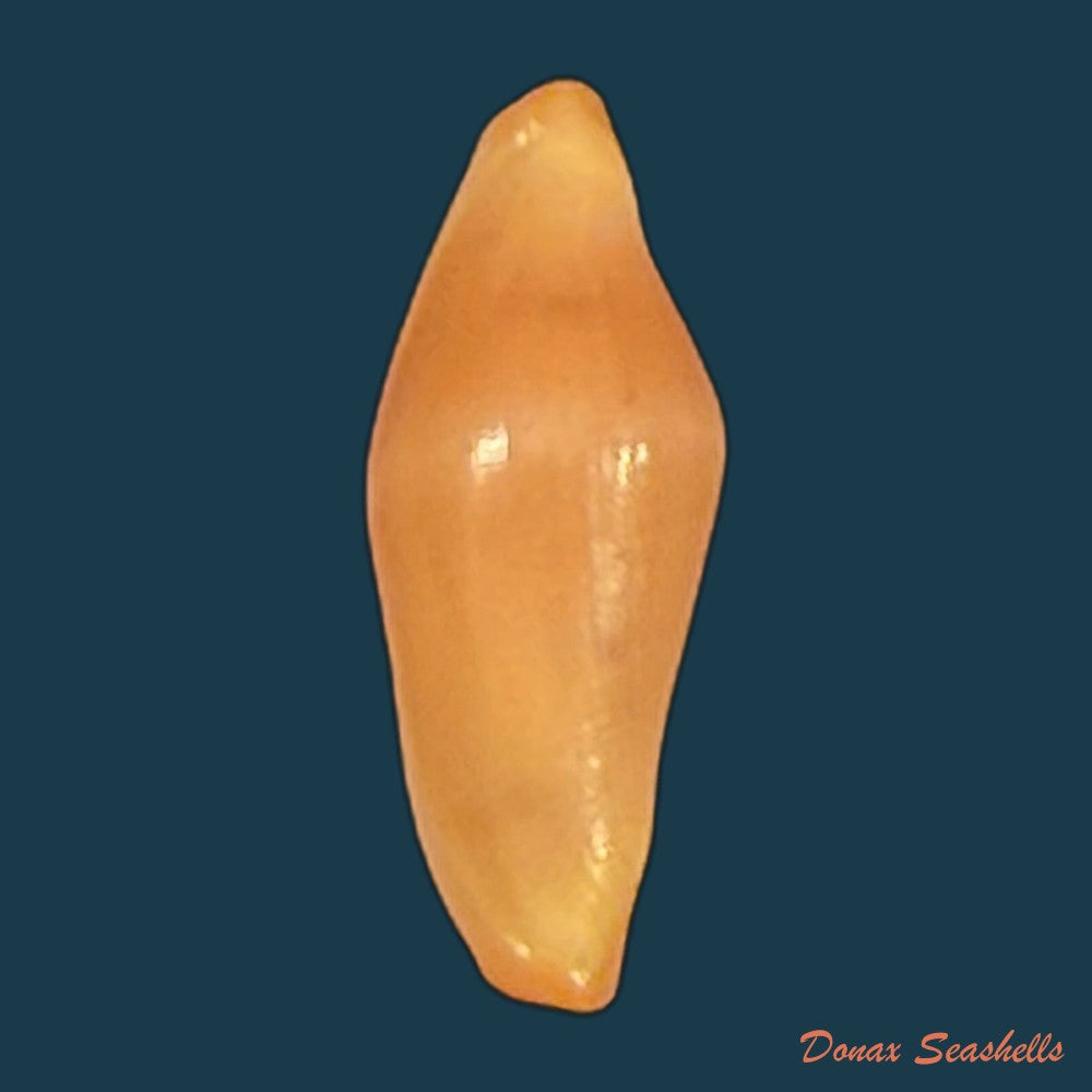 crenavolva-traillii-a-adams-1856-10-9mm-copia