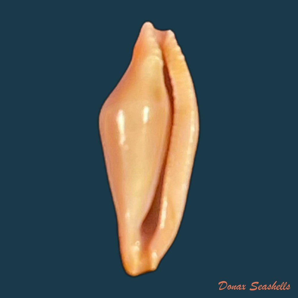 crenavolva-traillii-a-adams-1856-11-7mm-copia