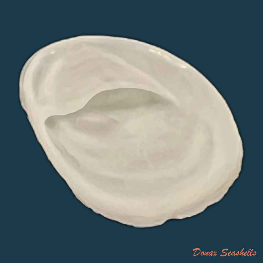 crepidula-plana-say-1822-23-6mm-copia