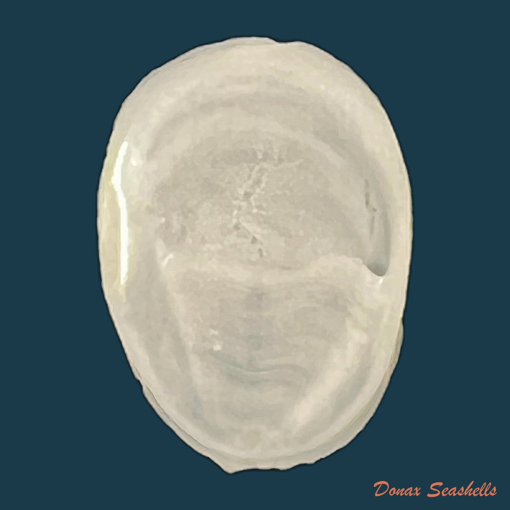 crepidula-plana-say-1822-23-6mm-copia