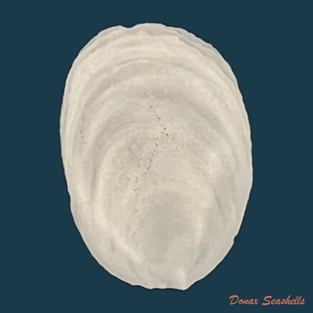 crepidula-plana-say-1822-23-6mm-copia