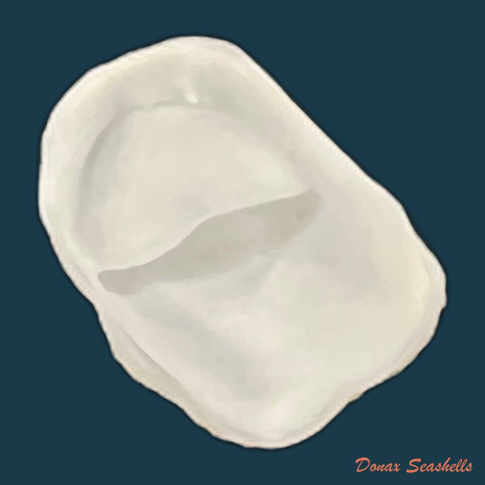 crepidula-plana-say-1822-24-1mm-copia