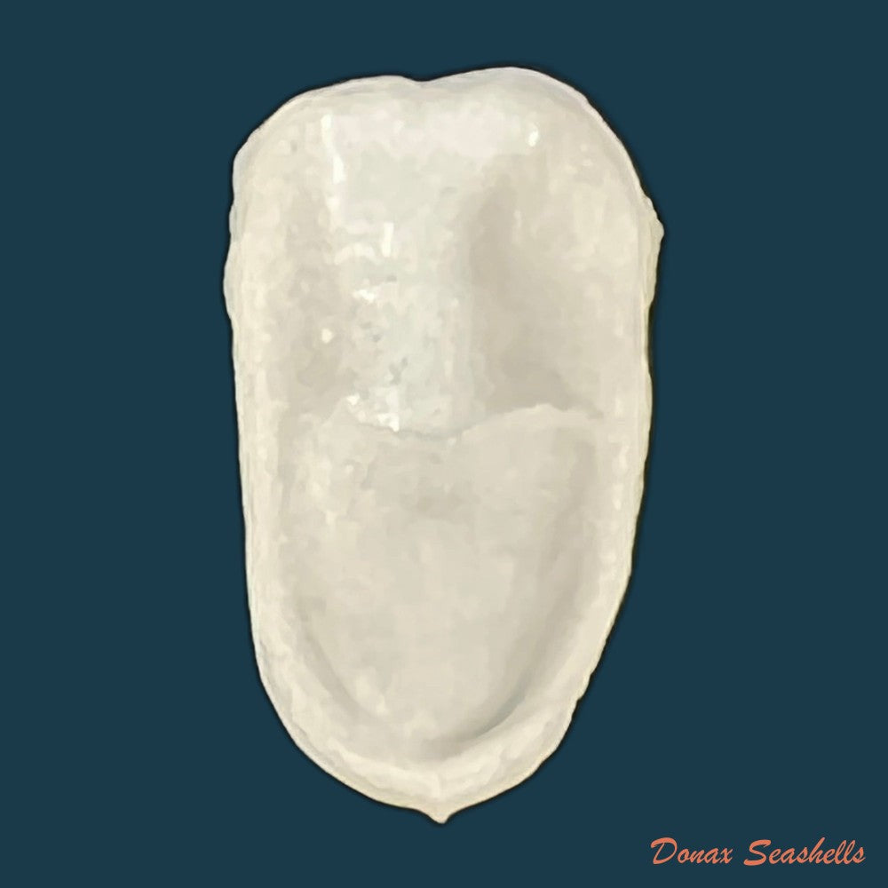 crepidula-plana-say-1822-24-1mm-copia