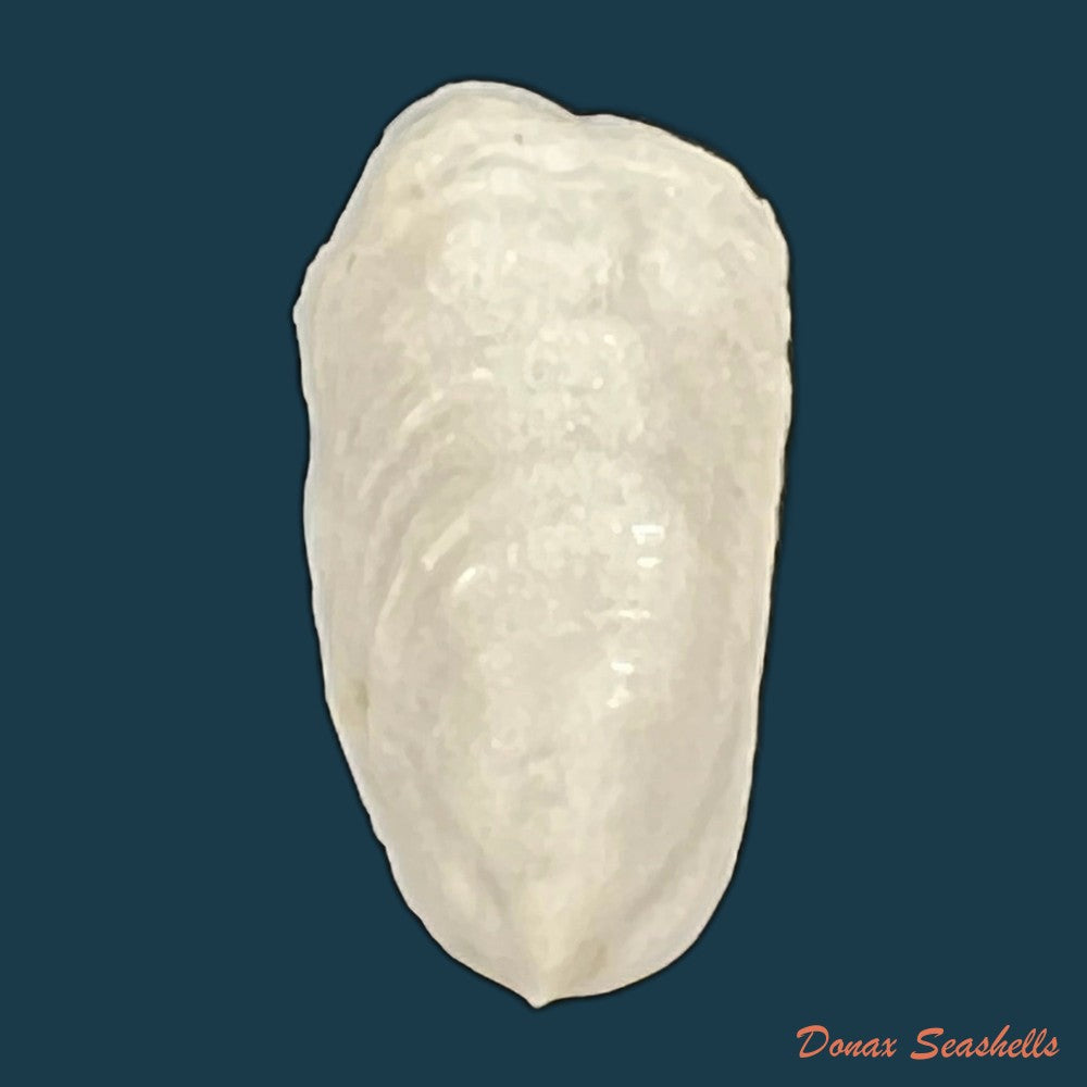 crepidula-plana-say-1822-24-1mm-copia