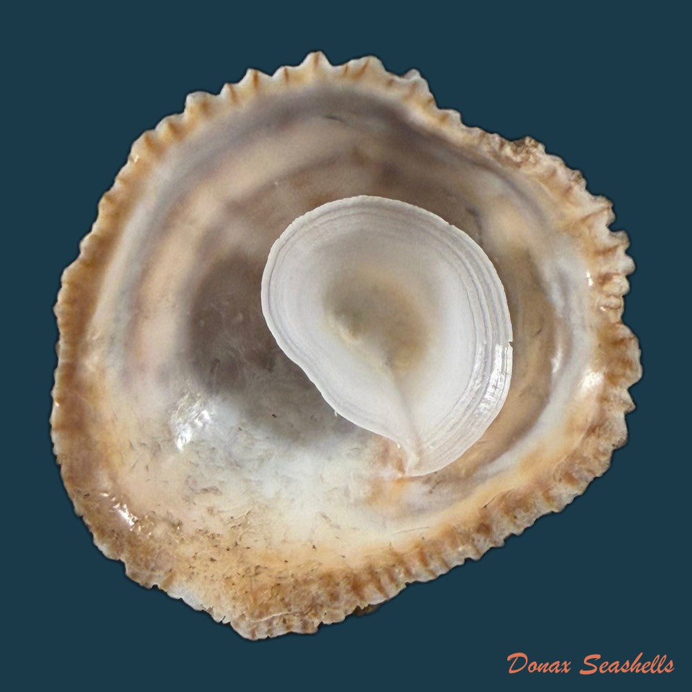 crepidula-plana-say-1822-24-3mm-copia