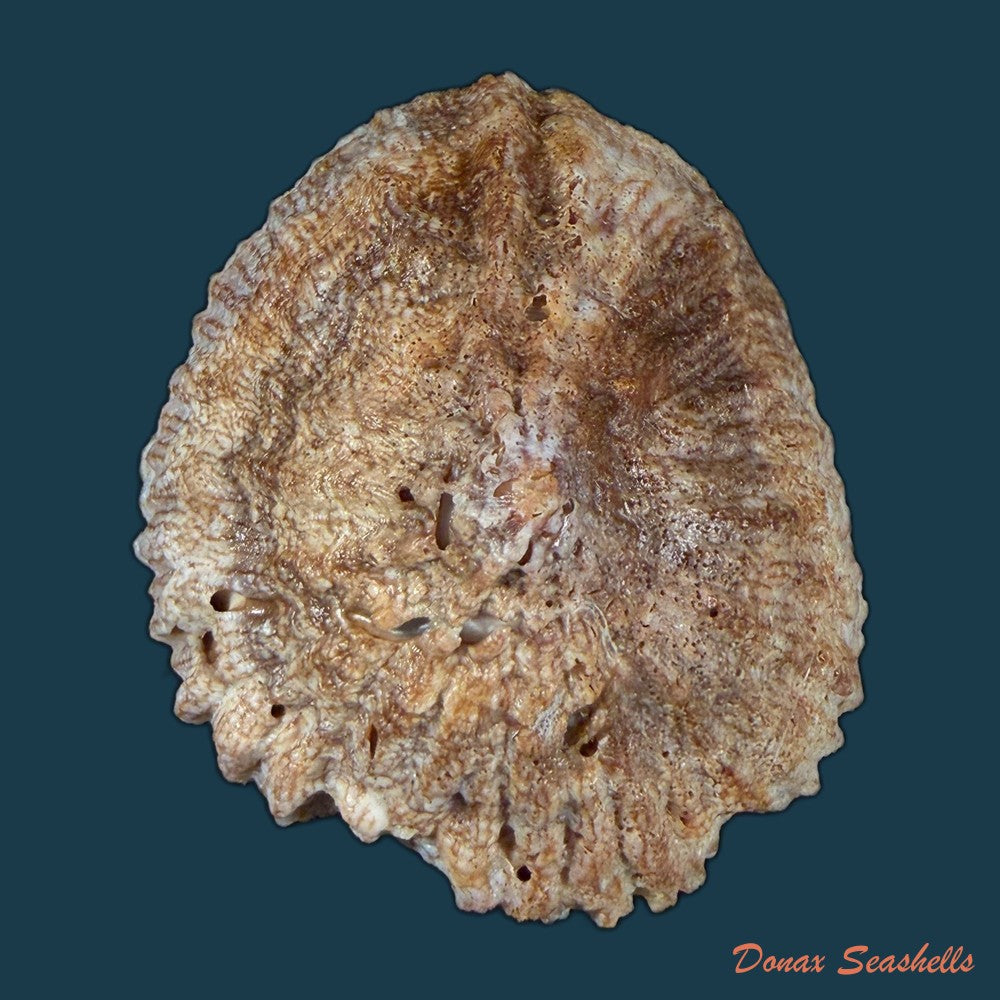 crepidula-plana-say-1822-24-3mm-copia