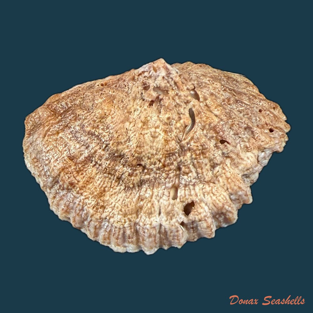 crepidula-plana-say-1822-24-3mm-copia