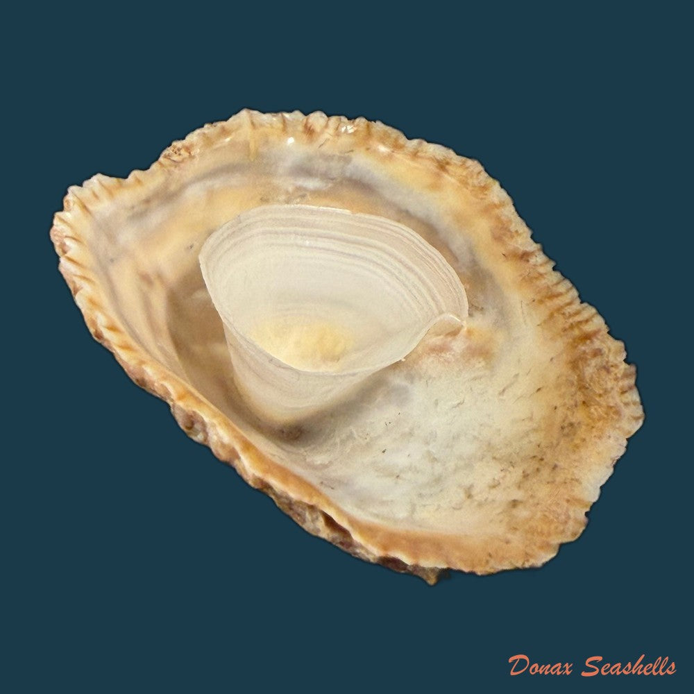 crepidula-plana-say-1822-24-3mm-copia