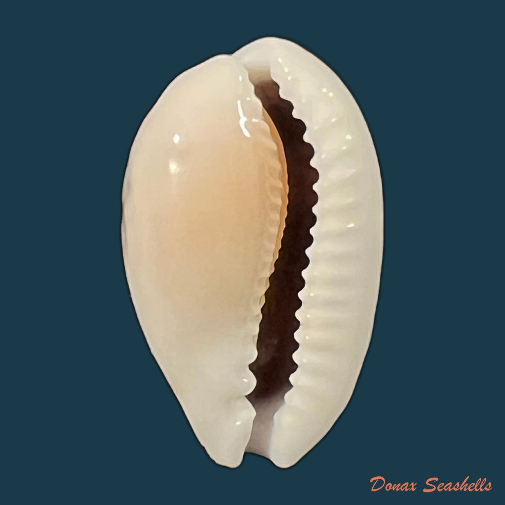 cribrarula-cribraria-linnaeus-1758-23-9mm-copia