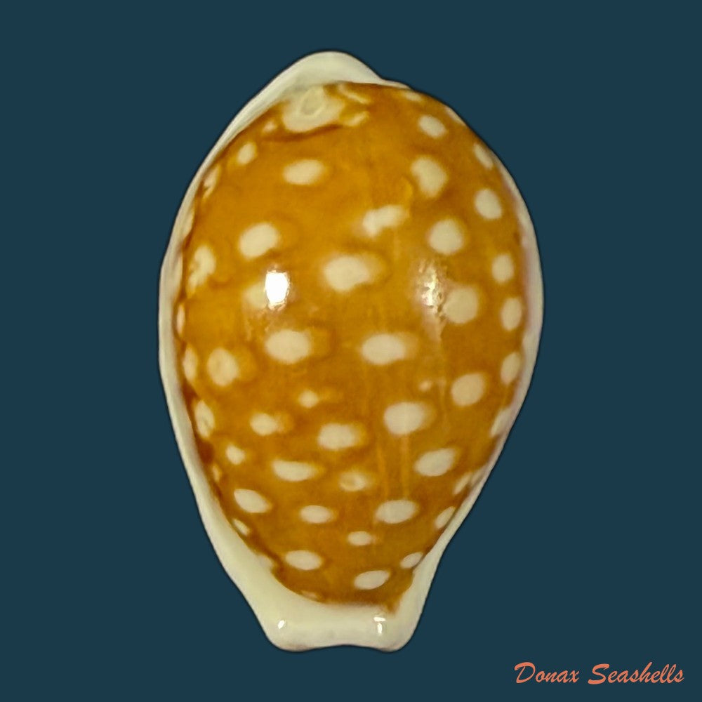 cribrarula-exmouthensis-rottnestensis-lorenz-2002-28-8mm-copia