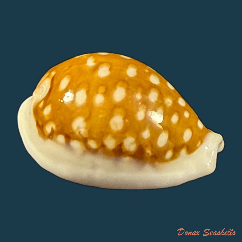cribrarula-exmouthensis-rottnestensis-lorenz-2002-28-8mm-copia