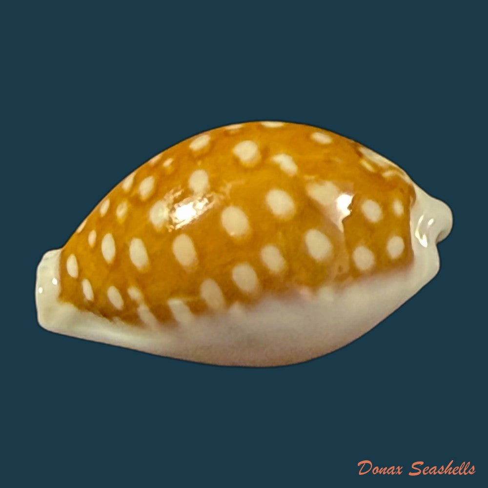 cribrarula-exmouthensis-rottnestensis-lorenz-2002-28-8mm-copia