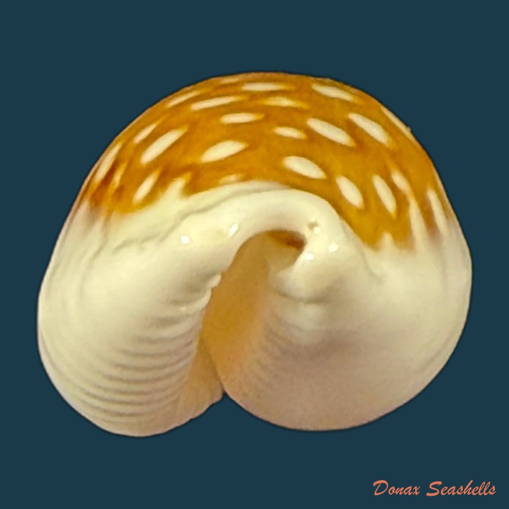 cribrarula-exmouthensis-rottnestensis-lorenz-2002-28-8mm-copia