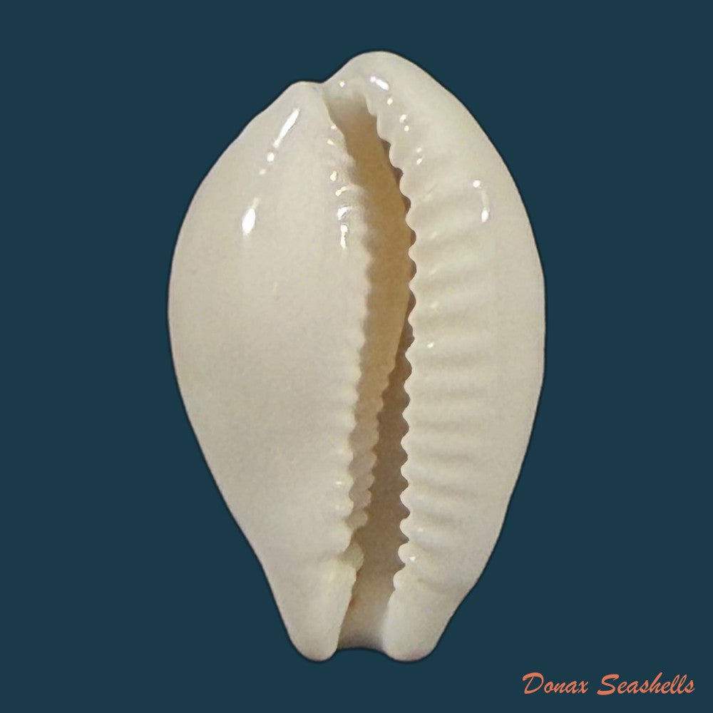 cribrarula-exmouthensis-rottnestensis-lorenz-2002-28-8mm-copia