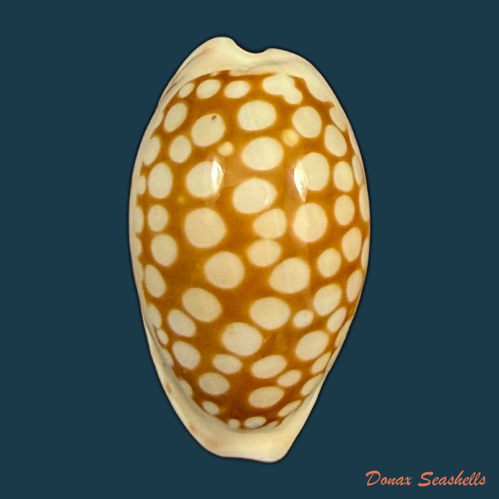 cribrarula-francescoi-lorenz-2002-20-1mm-copia