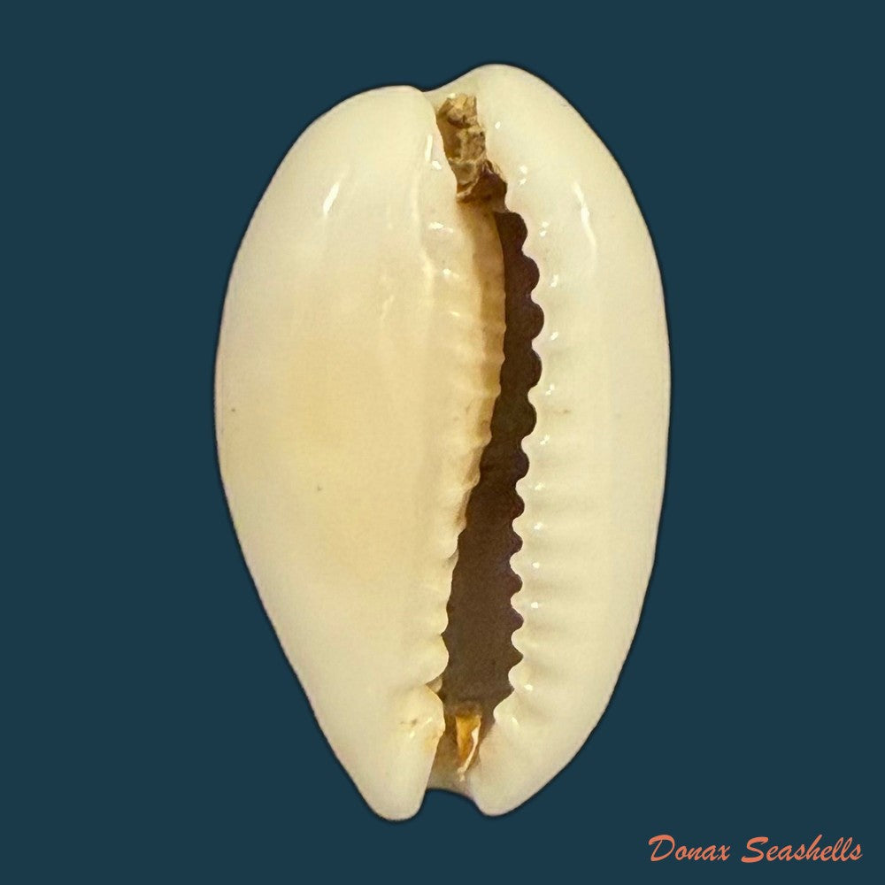 cribrarula-francescoi-lorenz-2002-20-1mm-copia