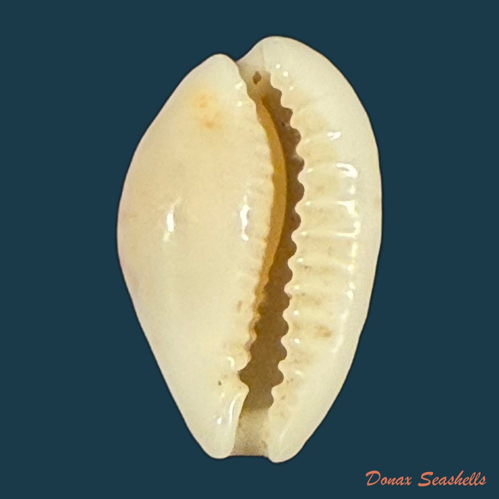 cribrarula-francescoi-lorenz-2002-22-3mm-copia