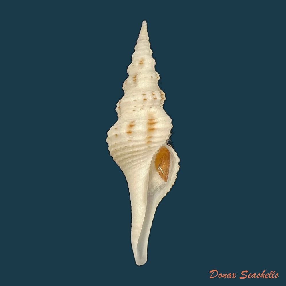 cruziturricula-arcuata-reeve-1843-58-9mm-copia