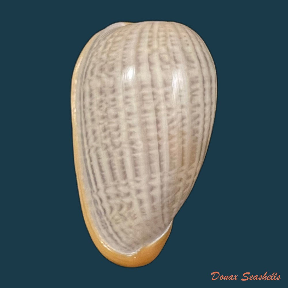 cryptospira-strigata-dillwyn-1817-38-3mm-copia