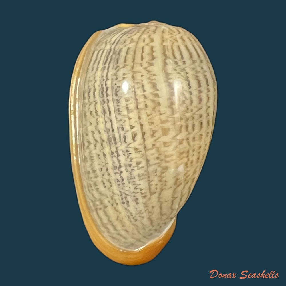 cryptospira-strigata-dillwyn-1817-38-5mm-copia