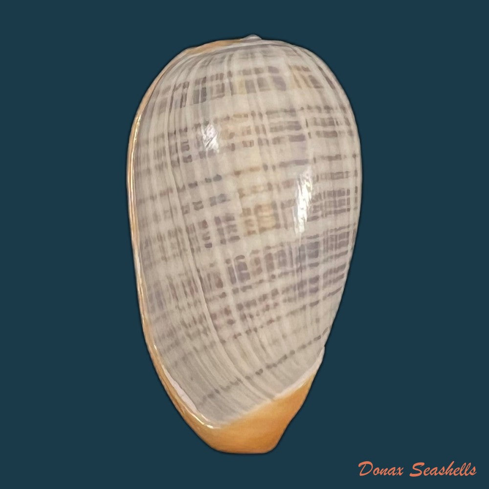 cryptospira-strigata-dillwyn-1817-38-7mm-copia