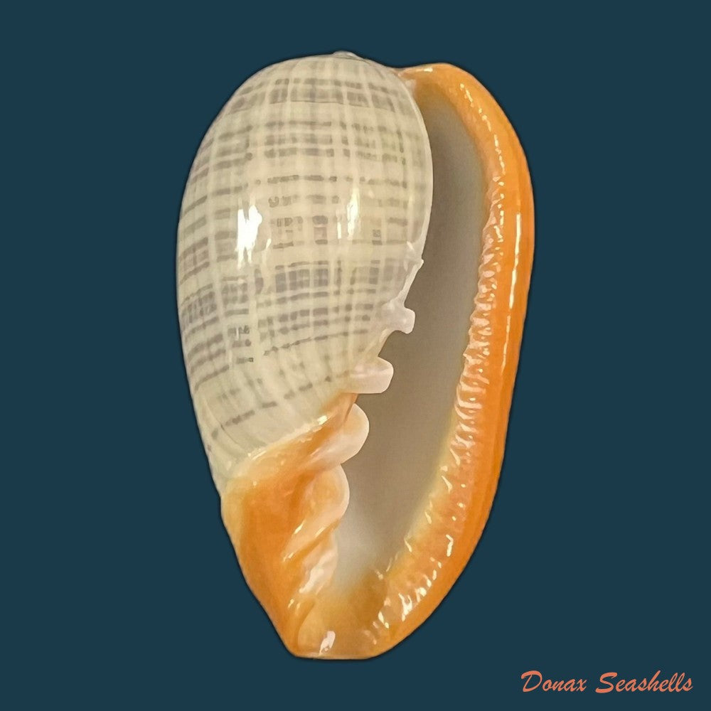 cryptospira-strigata-dillwyn-1817-38-7mm-copia