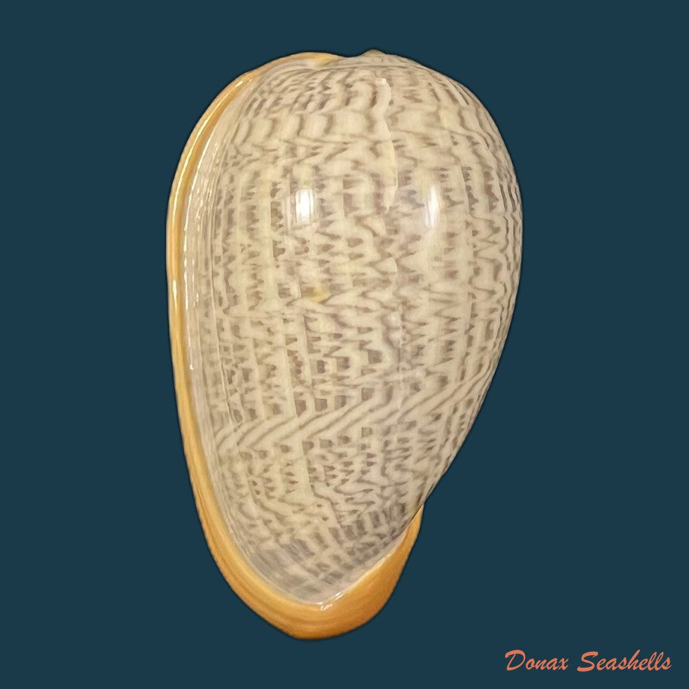 cryptospira-strigata-dillwyn-1817-41-5mm-copia