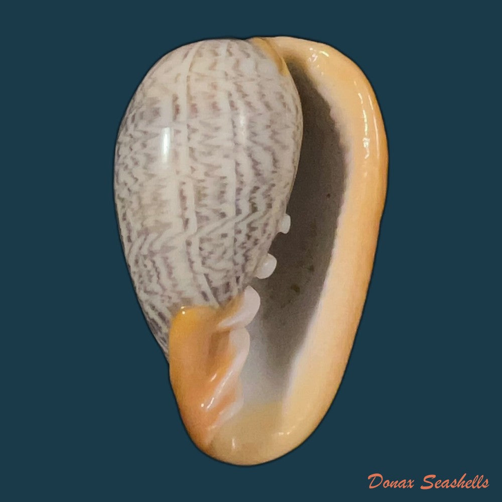cryptospira-strigata-dillwyn-1817-41-5mm-copia