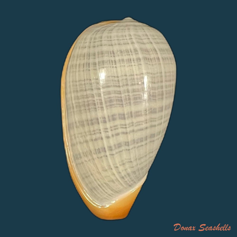 cryptospira-strigata-dillwyn-1817-42mm-copia