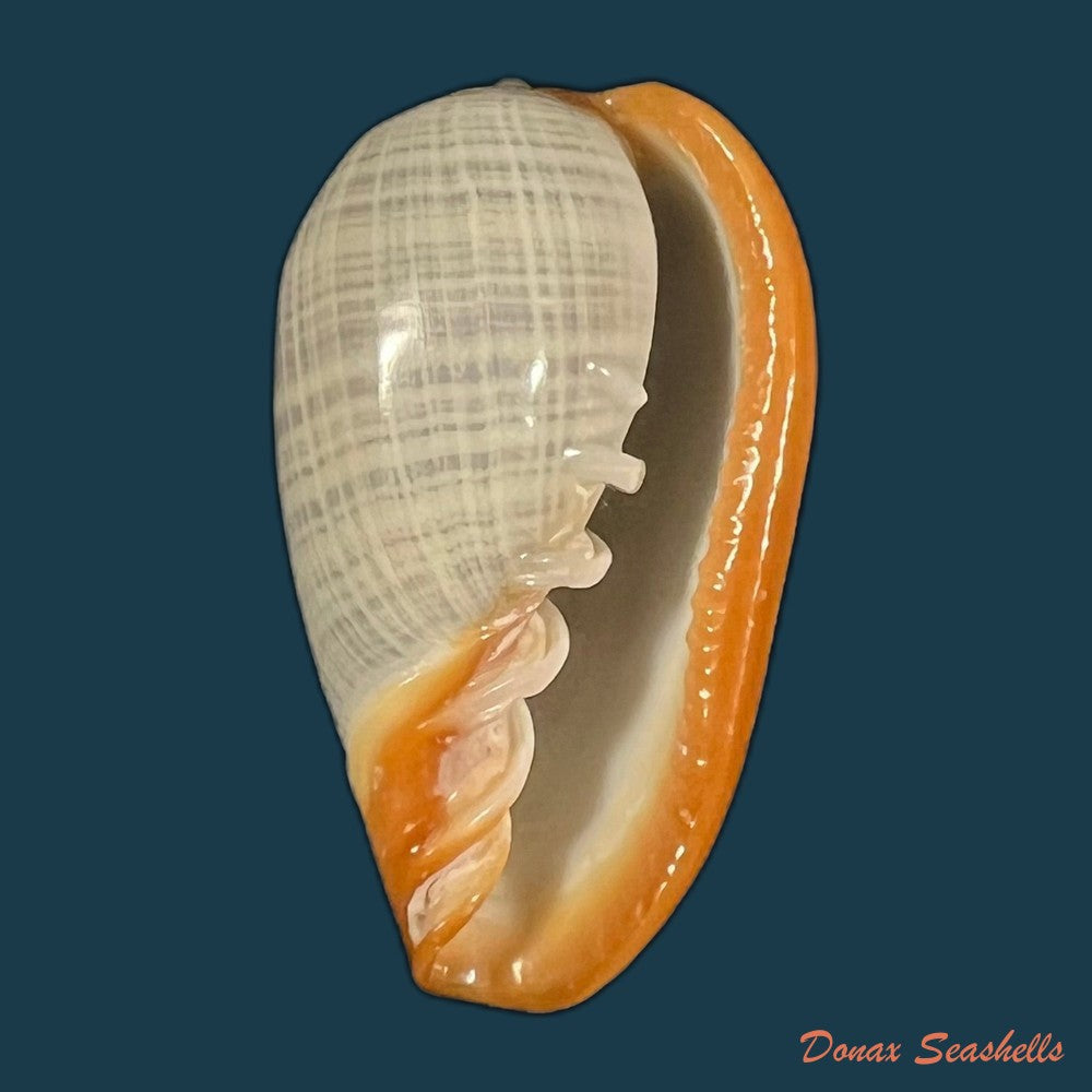 cryptospira-strigata-dillwyn-1817-42mm-copia