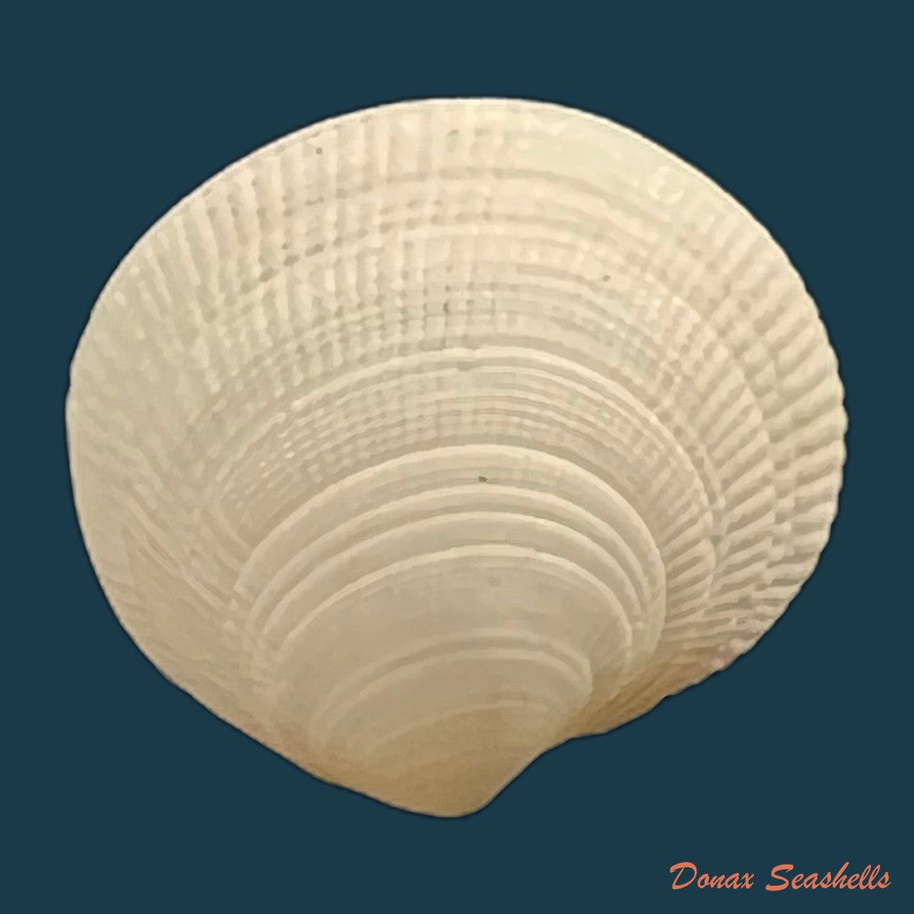 ctena-decussata-o-g-costa-1829-18-2mm-copia