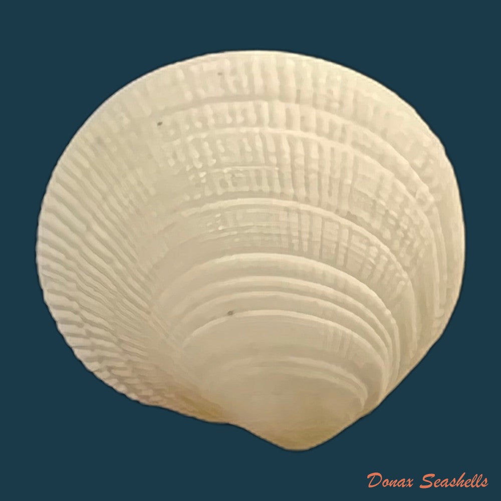 ctena-decussata-o-g-costa-1829-18-2mm-copia