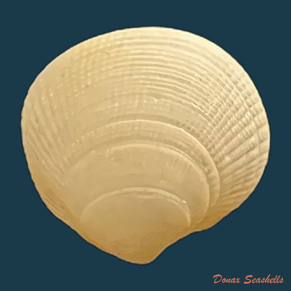 ctena-decussata-o-g-costa-1829-19-8mm-copia