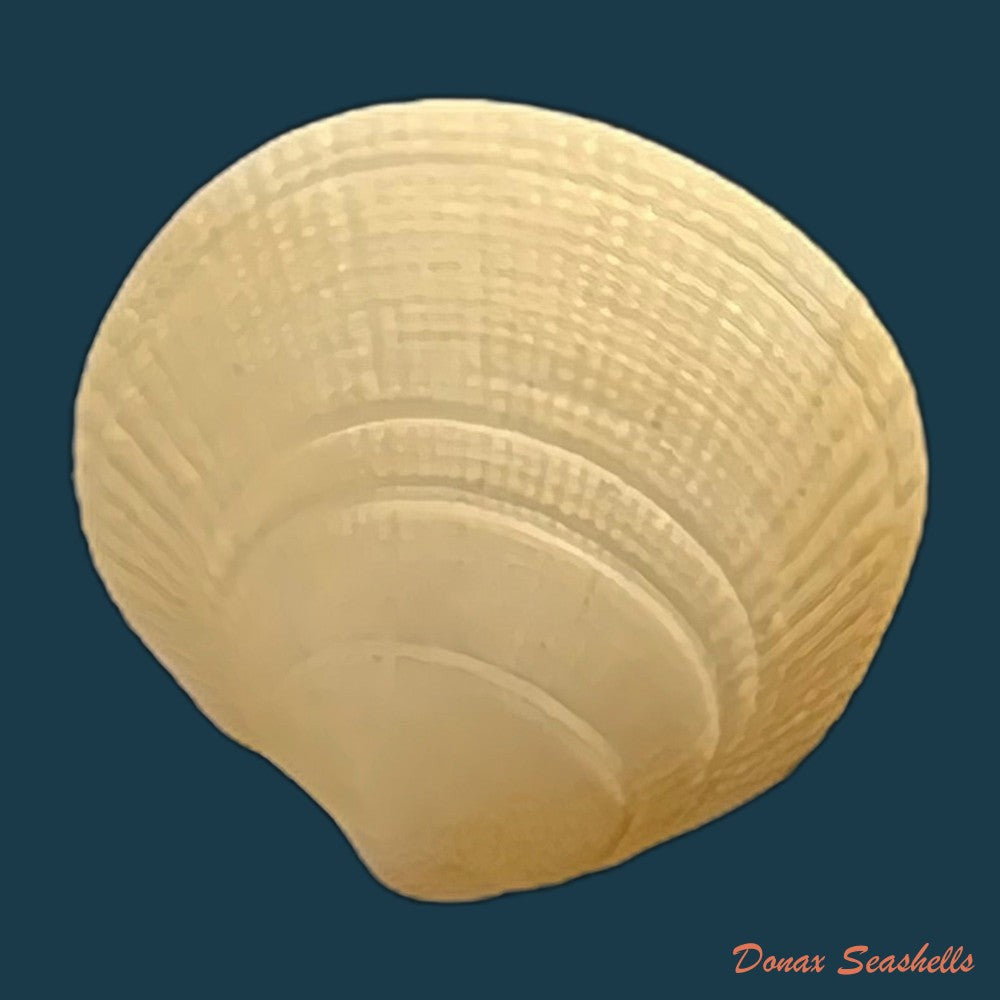 ctena-decussata-o-g-costa-1829-19-8mm-copia