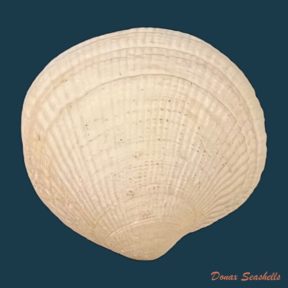 ctena-decussata-o-g-costa-1829-22-1mm-copia