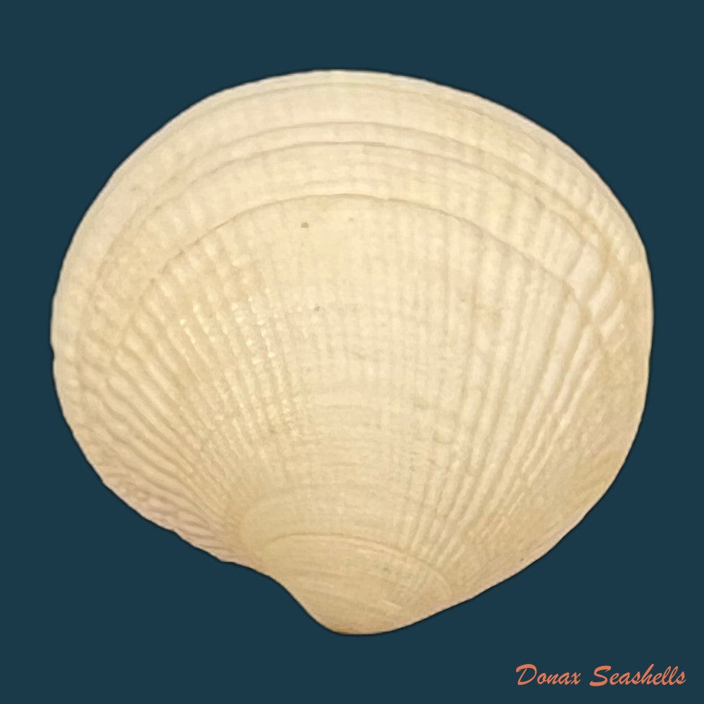 ctena-decussata-o-g-costa-1829-22-1mm-copia