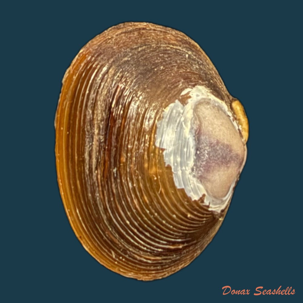 cyanocyclas-limosa-maton-1809-10-6mm-copia-1