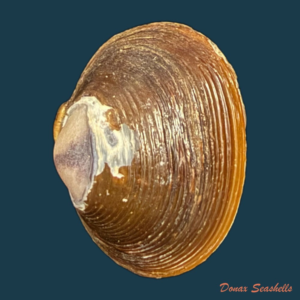 cyanocyclas-limosa-maton-1809-10-6mm-copia-1
