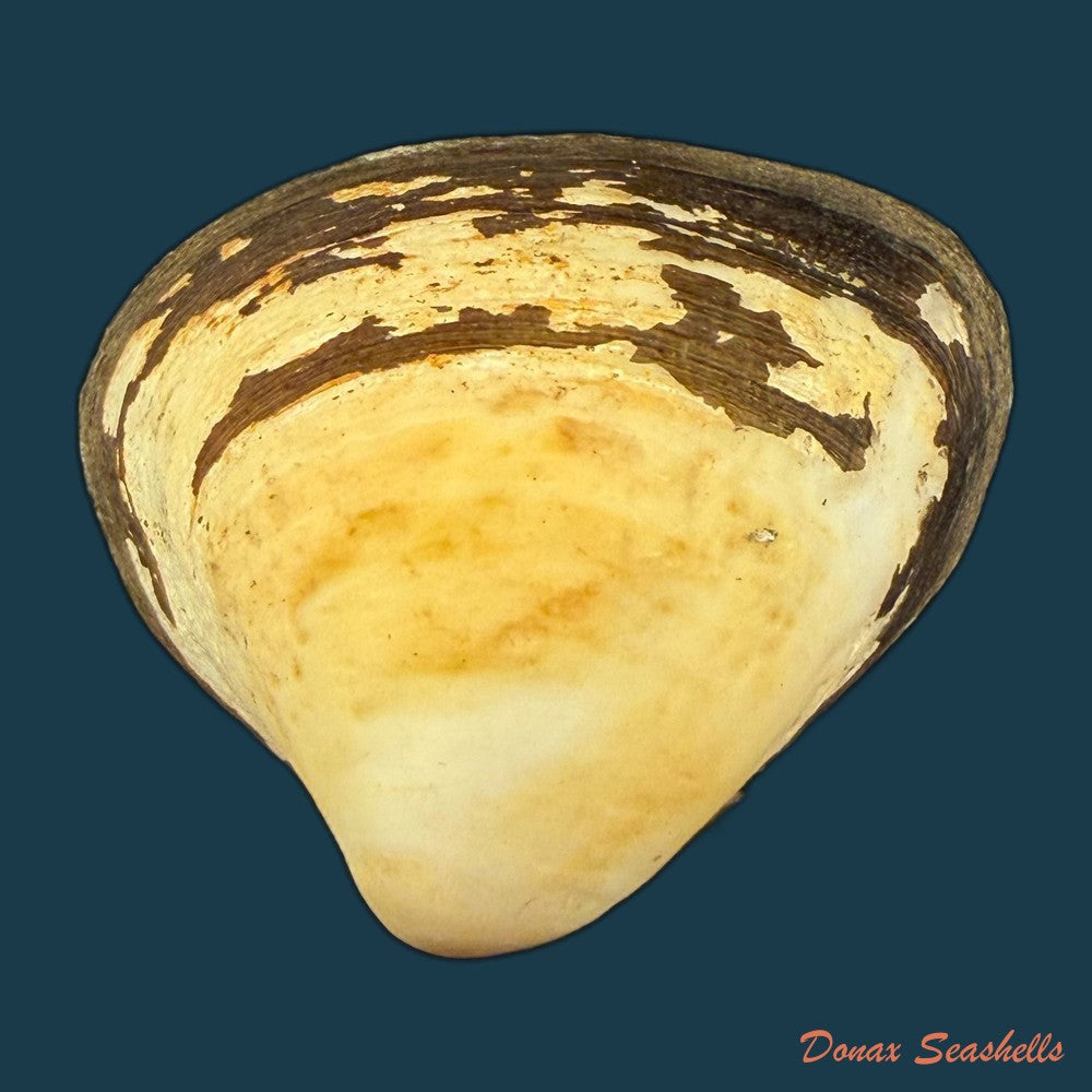 cyanocyclas-plascens-hanley-1844-33-6mm-copia