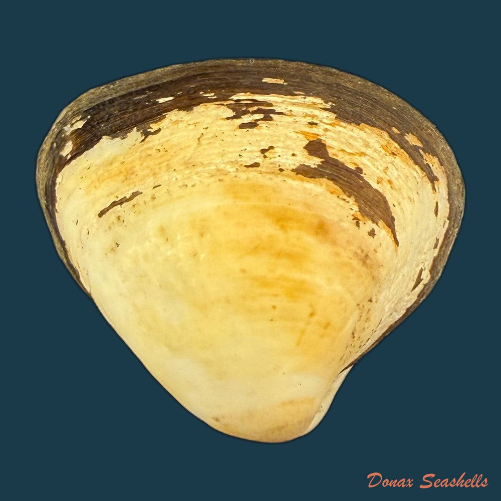 cyanocyclas-plascens-hanley-1844-33-6mm-copia