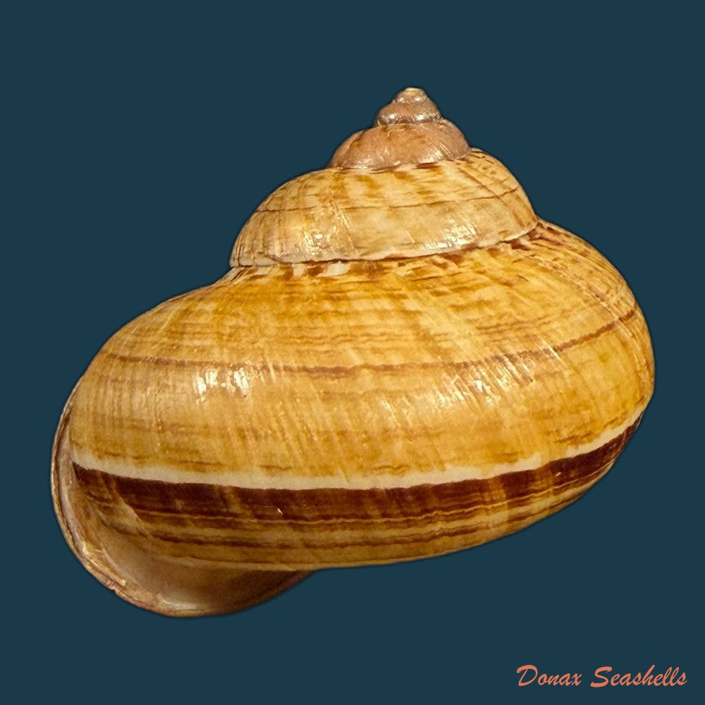 cyclophorus-aurantiacus-schumacher-1817-41-8mm-copia