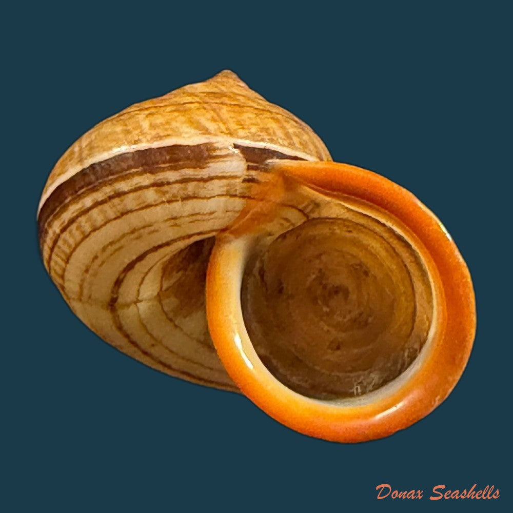 cyclophorus-aurantiacus-schumacher-1817-41-8mm-copia