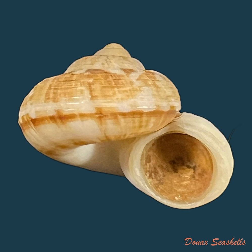 cyclophorus-canaliferus-g-b-sowerby-i-1842-17-9mm-copia