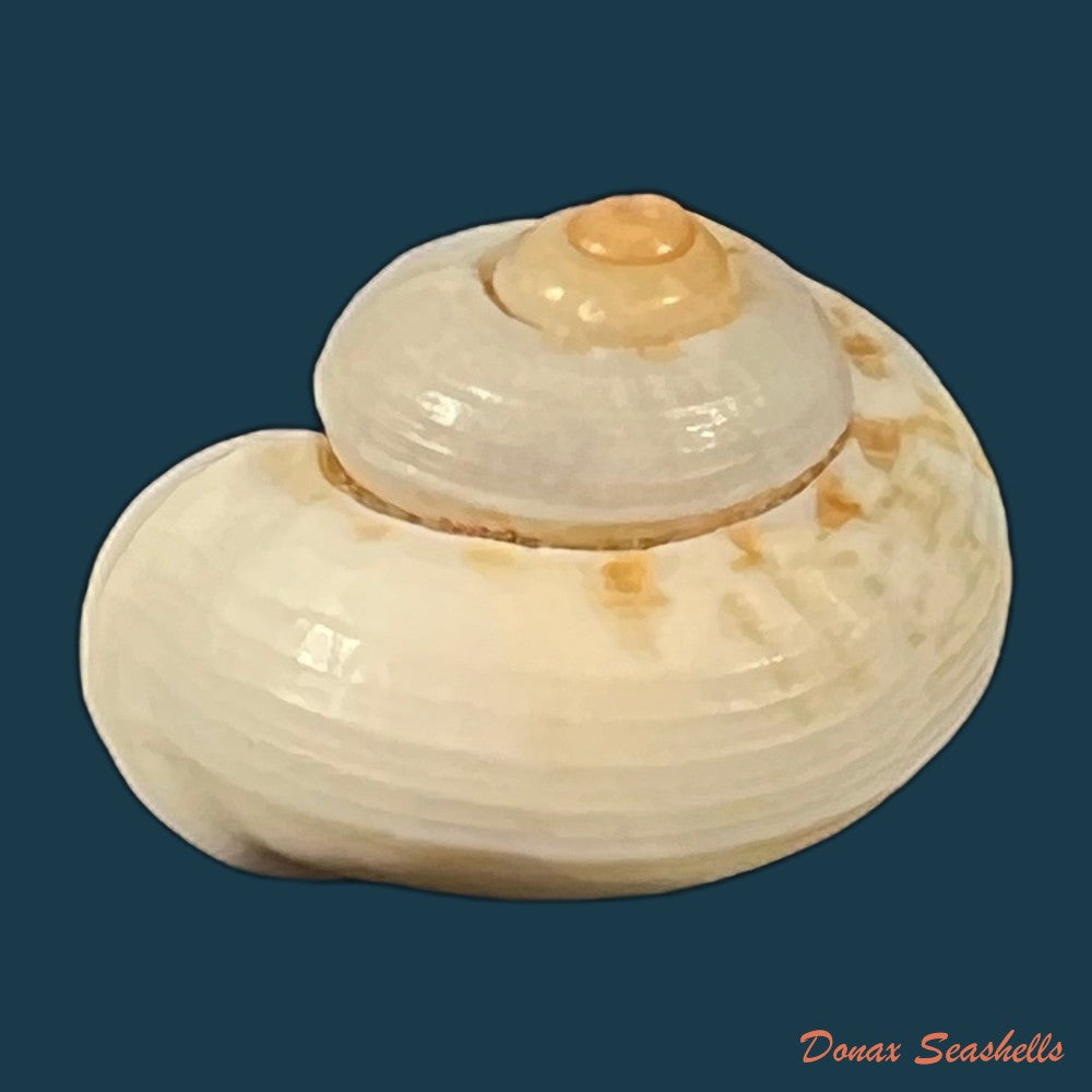 cyclophorus-canaliferus-g-b-sowerby-i-1842-18-9mm-copia