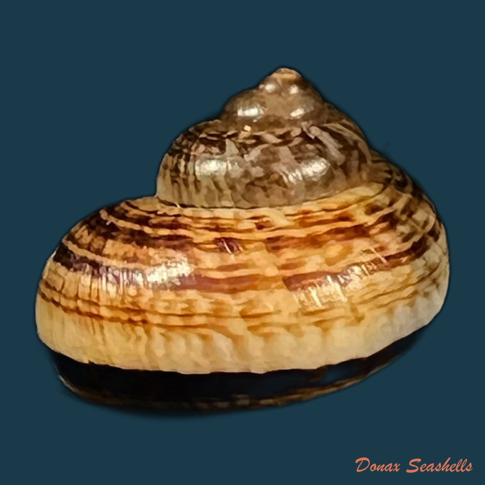 cyclophorus-canaliferus-g-b-sowerby-i-1842-19-7mm-copia