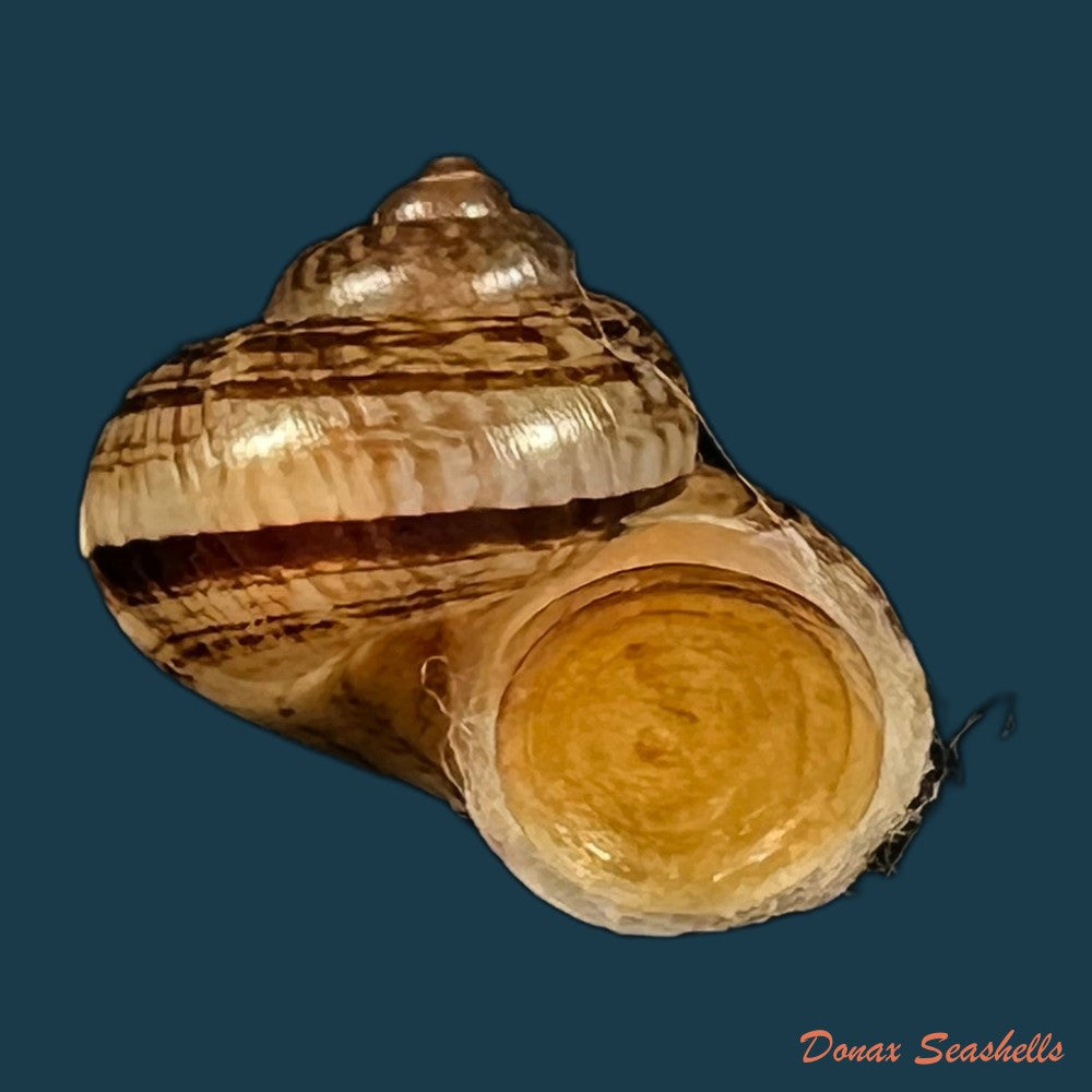 cyclophorus-canaliferus-g-b-sowerby-i-1842-19-7mm-copia