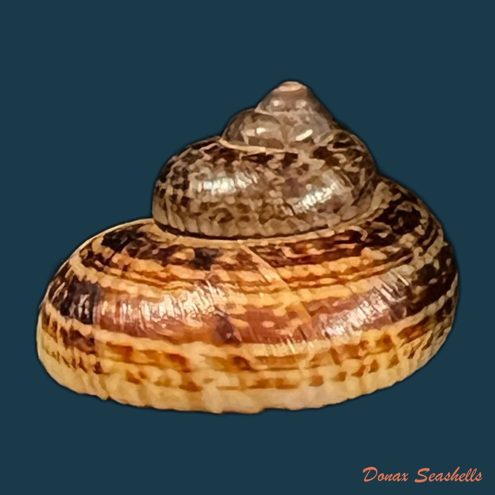 cyclophorus-martensianus-mollendorff-1874-17-4mm-copia