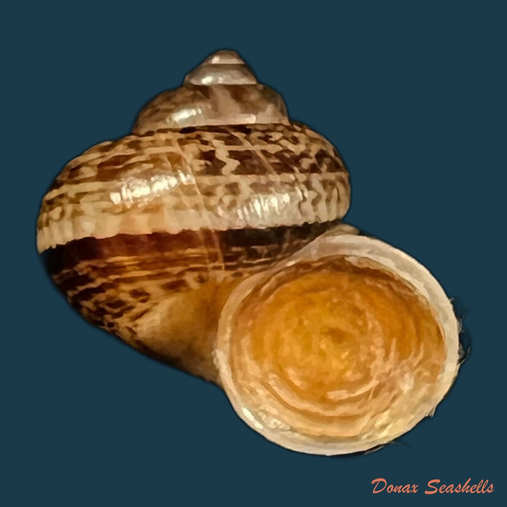 cyclophorus-martensianus-mollendorff-1874-17-4mm-copia