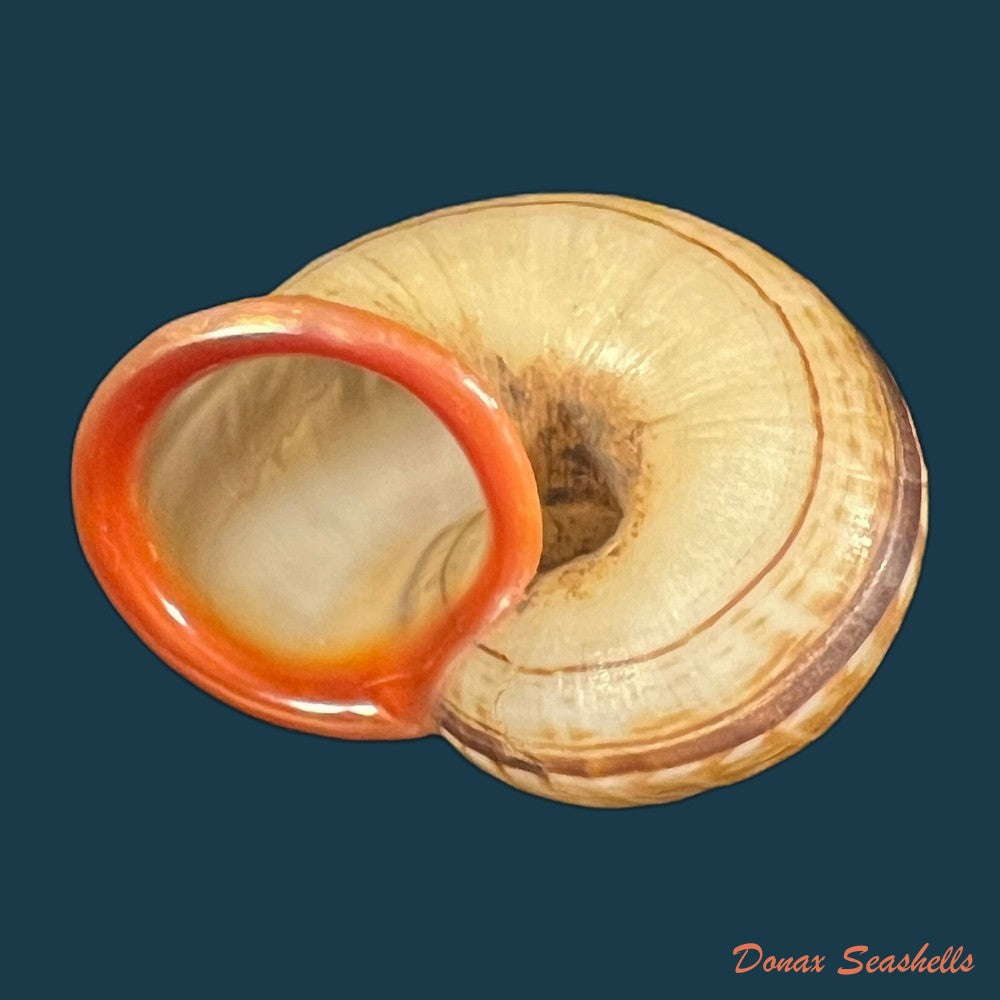 cyclophorus-martensianus-mollendorff-1874-17-9mm-copia